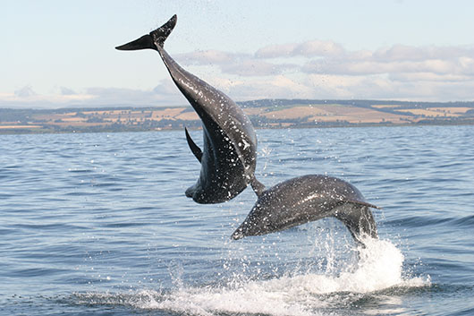 University of St Andrews marine biologists demonstrate wild bottlenose dolphins can respond to individual names