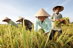 In Vietnam, rice is mostly grown by smallholder farmers. With the opening of its new Bayer SeedGrowth™ Center, Bayer CropScience hope to increase knowledge of modern seed treatment technologies.