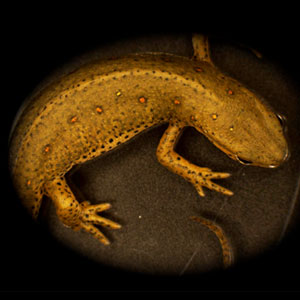 Image of a salamander (the newt Notophthalmus viridescens) 