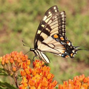 Tiger Swallowtail butterfly (credit: John Flannery source: Flickr)