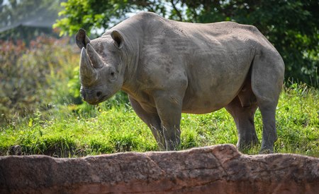 Poaching in the wild is a serious threat to the black rhino