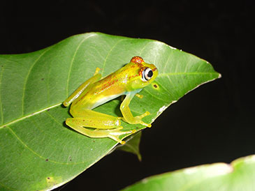 University of Bristol MSc student discovers new species of tree frog 