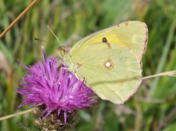Clouded yellow butterfly on black knapweed at Saltdean Oval