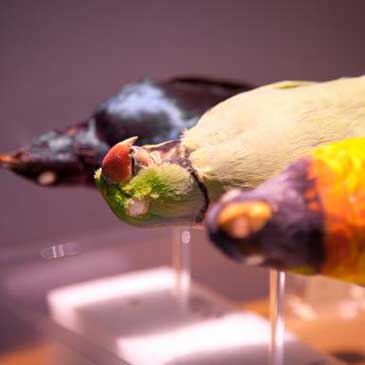 Curpanion brings often-neglected museum taxidermy specimens back to life