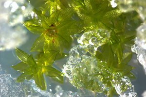 Moss plants covered in ice. Photo: Anna Beike, University of Freiburg