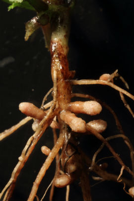 Nodules made by Rhizobium leguminosarum on the roots of common vetch (credit: Peter Young)