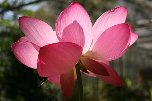 A Sacred Lotus Nicholas Wray