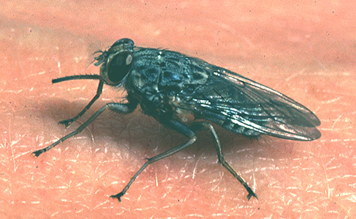 African sleeping sickness is transmitted by bloodsucking tsetse flies
