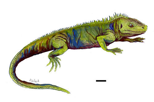 A reconstruction of what Clevosaurus sectumsemper may have looked like. The scale bar denotes 1cm. C. sectumsemper is the smallest clevosaur species ever described. © Katharine Whiteside