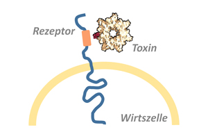 Bacterial toxins usually exert their full deadly effect in the host cell’s interior. The toxins overcome the cell membrane by binding to a surface receptor, which conveys them into the cell’s interior. © Panagiotis Papatheodorou