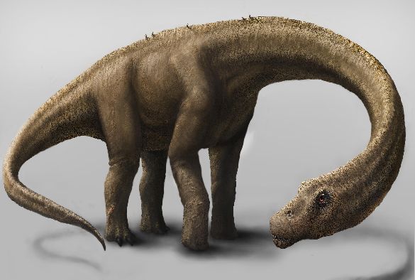 An artist’s rendering of the dinosaur Dreadnoughtus. Credit: Jennifer Hall