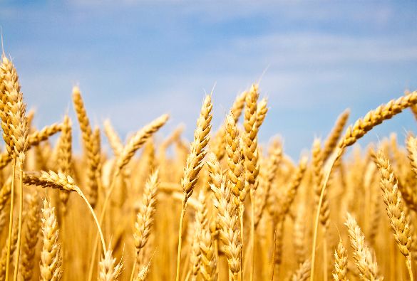 University of Liverpool scientists to decode DNA modifications in the wheat genome to understand its impact on crop variation 
