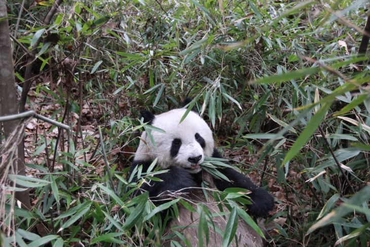 Chinese Academy of Sciences, Beijing Zoo, University of Aberdeen: giant pandas have an exceptionally low metabolic rate 