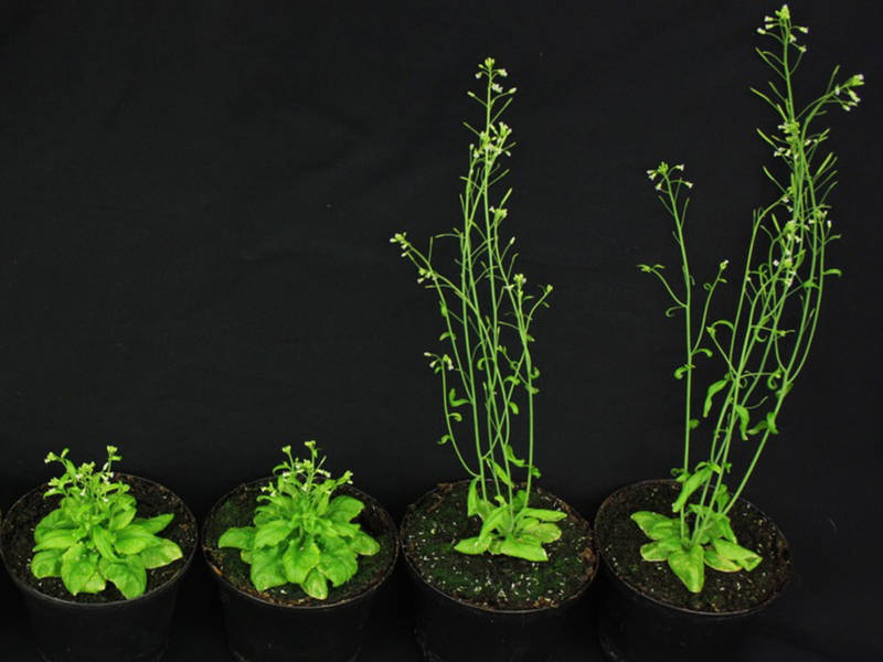 ress (Arabidopsis thaliana) which are induced by missing of steroid hormones (left side). With the help of gibberelline production the defects could be repaired (right side). (Photo: Brigitte Poppenberger / TUM)
