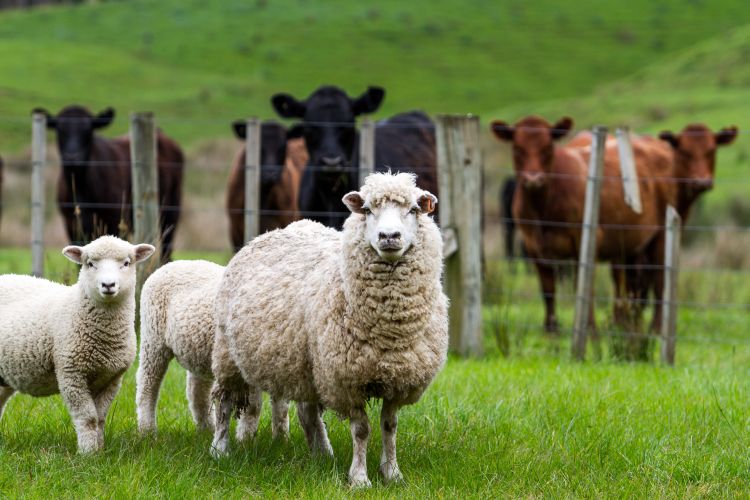 University of Glasgow, The Pirbright Institute: repeated emergence of the Bluetongue virus amongst European livestock in recent decades shaped by its ability to re-assort its genes 