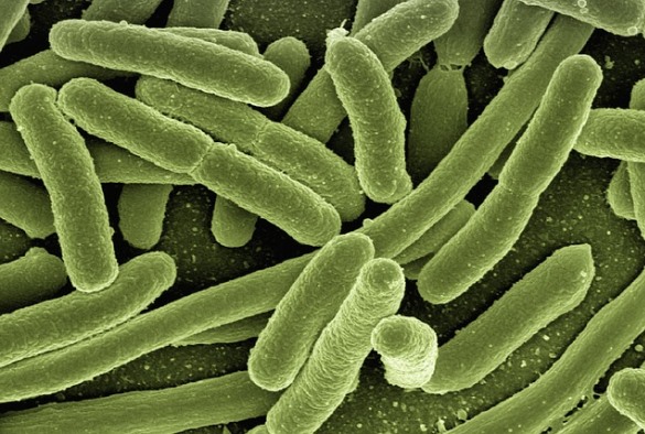University of Liverpool scientists show how E.coli bacteria resist stomach acid so they can infect people more easily 