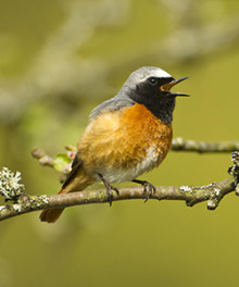 Long-distance migrants like the Common Redstart benefit from warmer summers in Europe. Credit: Mark Hamblin (rspb-images.com).