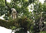 A young harpy eagle Foto: Herbert Dohlen