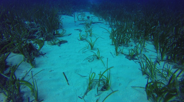 Red Eléctrica de España and the Mediterranean Institute for Advanced Studies (IMEDEA CSIC-UIB) to continue working on the experimental planting of Posidonia oceanica 