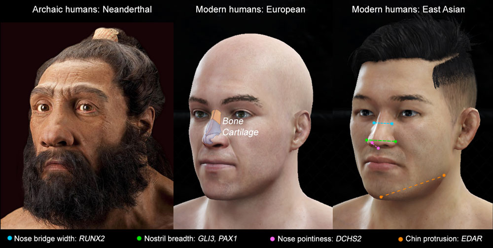 UCL-led study identified the genes that drive the shape of human noses 