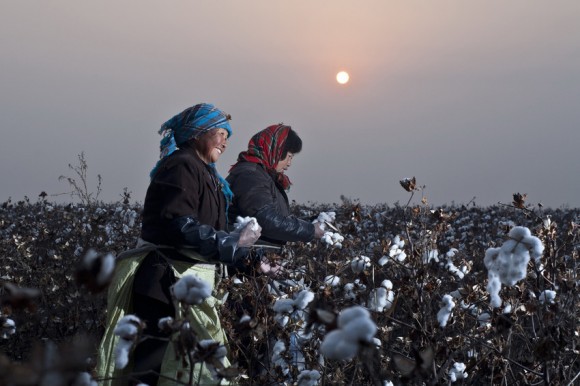 Research: majority of international companies using most cotton globally are failing to deliver on cotton sustainability 