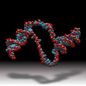 University of Glasgow research shows how double-stranded DNA splits using delocalized sound waves that are the hallmark of quantum effects 