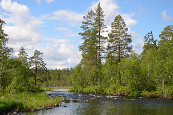 Umeå University research: both land and aquatic environments need to be integrated when restored