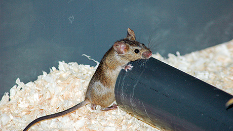 By removing themselves from the group sick mice limit disease spread. (Image: UZH)