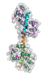 Overall structure of the A. thaliana  (Cam7)2–Aca8R complex.  Figure: Henning Tidow.