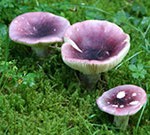 A Russula species of fungus