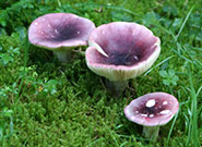 A Russula species of fungus