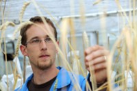 Simon Krattinger is hoping to mimic wheat's evolutionary changes in rice and sorghum to improve disease resistance. Credit: Carl Davies, CSIRO