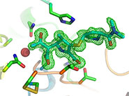 Two structural 'snapshots' showing the carbapenem antibiotic meropenem bound to the SFC-1 enzyme. Top panel shows intact antibiotic; bottom panel shows an intermediate step in breakdown of the drug. The position of the antibiotic is indicated by the green mesh.  Image by Dr Jim Spencer