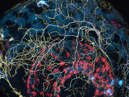 Zebrafish head with labeled axon membranes (yellow) and mitochondria (cyan) - Image: L. Godinho and T. Misgeld, TUM
