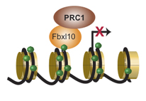 Fbxl10 allow PRC1 to bind to the DNA structure and enable PRC1 to silence the gene