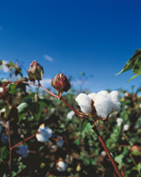 Greek cotton growers are using FiberMax™ certified cotton seeds, treated with innovative crop protection products.