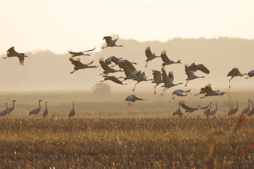 Successful resettlement of Eurasian cranes in the British Isles with the support of Lufthansa Group