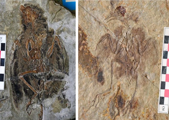 An image of fossil birds from the time of dinosaurs [left image: Eoenatiornis, right image: Hongshanornis] showing they had diverse types of leg [credit: Roger Close]