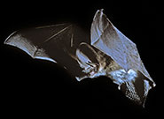 A grey long-eared bat (Plecotus austriacus) in flight  Image by Hugh Clark