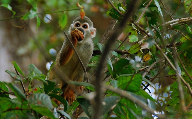Photo: a Saimiri Sciureus monkey. Credit: Whaldener Endo 