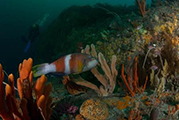 Image credit: Dr Rick Stuart-Smith Rocky reef community in southeast Tasmania