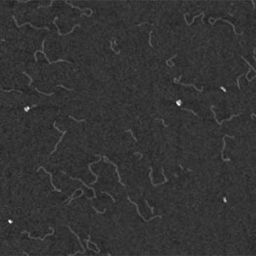 This image of DNA, taken by the High-Speed Atomic Force Microscopy (HSAFM) nanoimaging device in Bristol's Interface Analysis Centre, is one of the highest resolution images ever collected. It has a resolution of 4 nanometres laterally and 0.1 nanometres vertically and resolves EVERY DNA strand clearly. Dr Tom Scott, Interface Analysis Centre