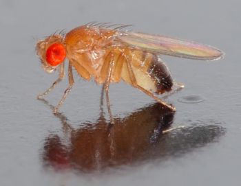 Drosophila melanogaster, the common fruit fly. Photo courtesy of André Karwath.