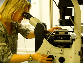 The blood vessel tissue is examined using phase-contrast microscopy, which makes it possible to follow the movements in the tissue, before, during and after cell division.