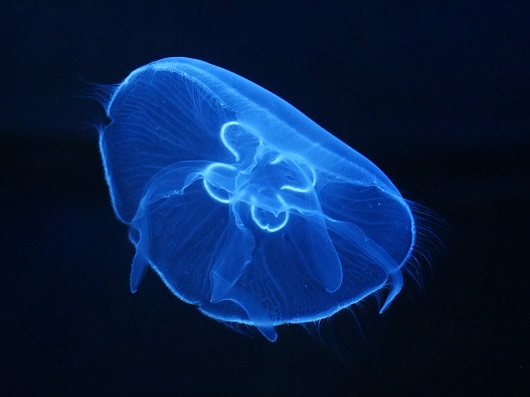 University of St Andrews researchers produced the world’s first solid-state protein lasers by harnessing the optical engineering skills of bioluminescent jellyfish 