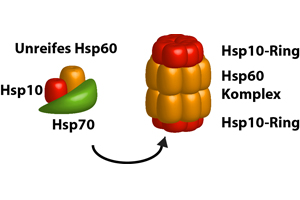 The molecular chaperones – the heat shock proteins Hsp10 and Hsp70 – form a complex that is important for assembling Hsp60 molecules into a molecular barrel.