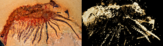 The figure on the left shows a light micrograph of the fossil, while the microtomographic image right reveals fine details of structures hitherto concealed within the slab.