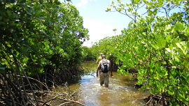 Zanzibar mangroves (credit: Paramita Punwong)