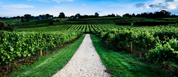 Year-to-year climate variability and hazardous weather at key points leave UK wine industry highly sensitive to the elements - University of East Anglia research