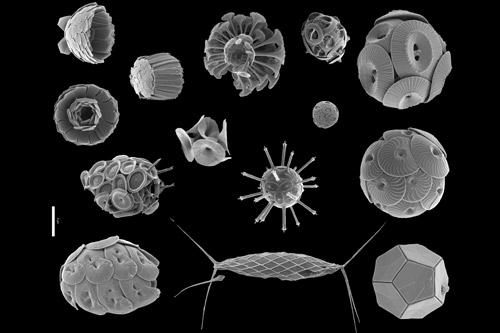 The main types of coccolithophores living in the modern ocean